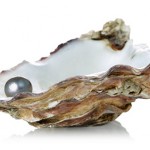 Picture of pearl in oyster shell
